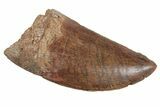 Serrated, Carcharodontosaurus Tooth - Real Dinosaur Tooth #384389-1